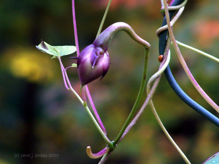 Twisted Moon Flower Vine.