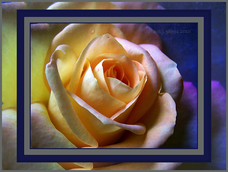 Alishas Yellow Rose.