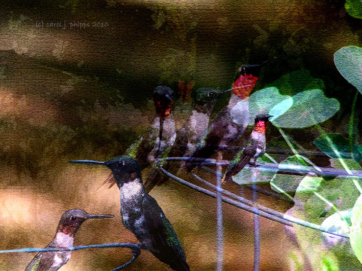 A Faithful Hummingbird