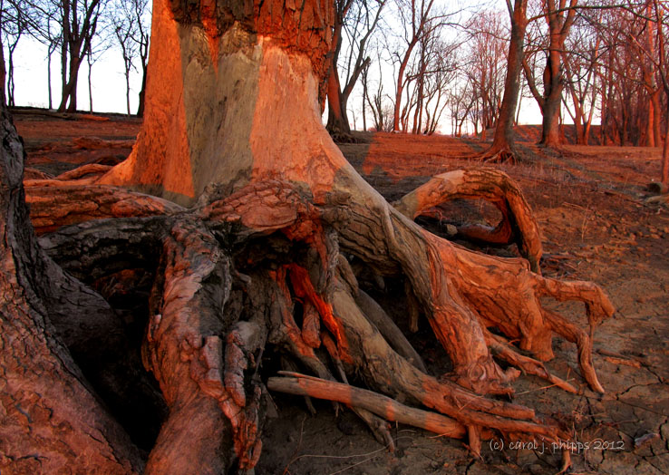 Trees in the Light of Setting Sun