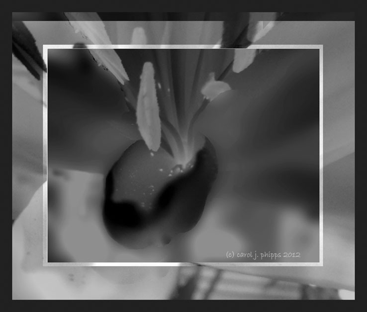 Closeup of Lily