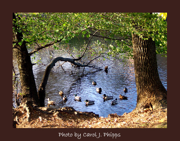 Fall on the Lake
