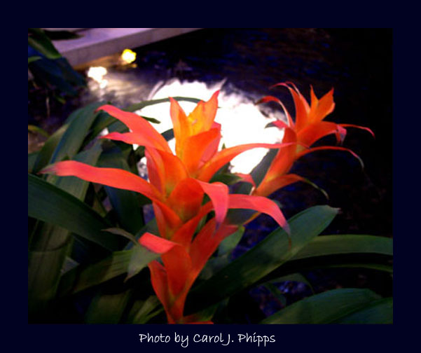 Flowers in a Mall Fountain.