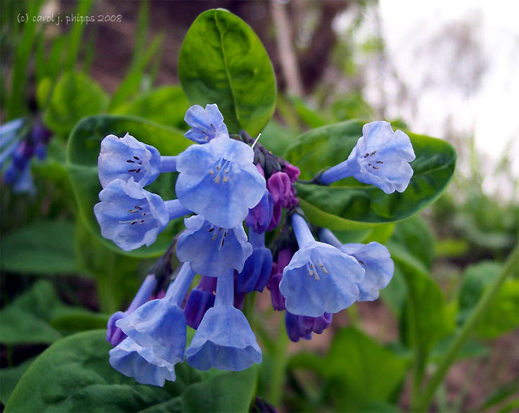 Bluebells.