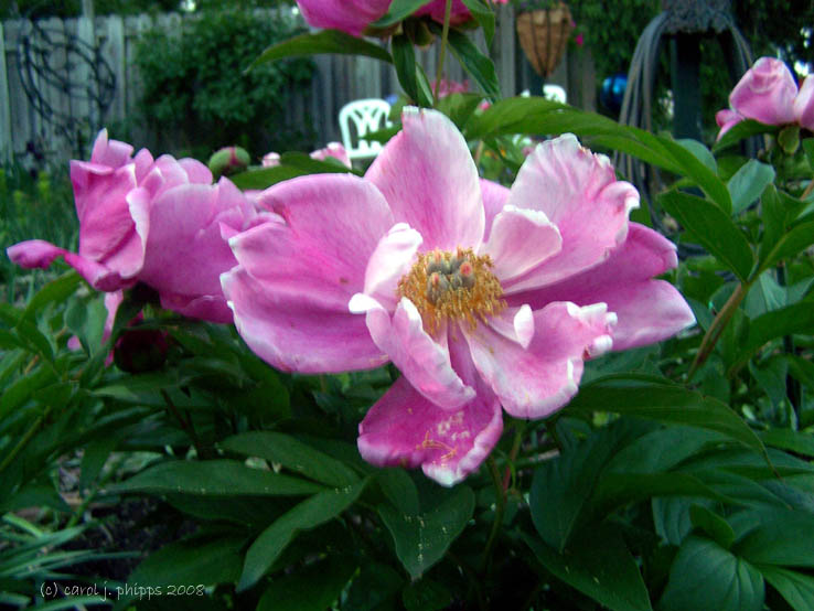 Summer Pink!