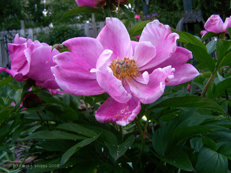 Summer Pink!