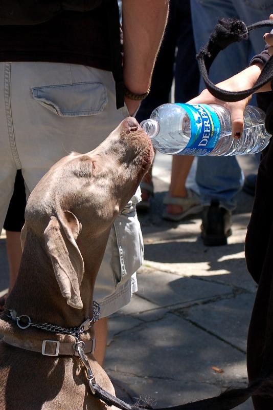 thirsty rolling thunder