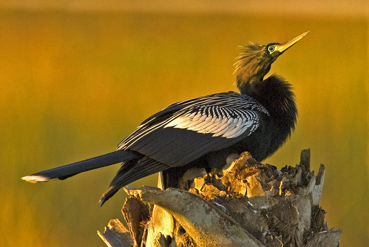 01282010  Viera  Anhinga Breeding Plumage  514. .jpg