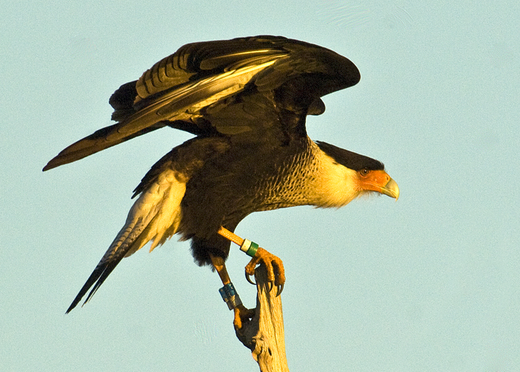 01282010  Viera  Caracara  521. .jpg