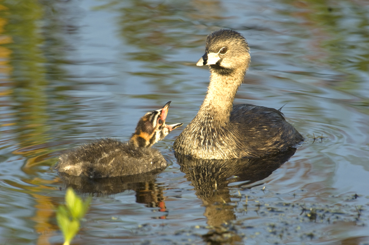 Grebe with Chick  8015