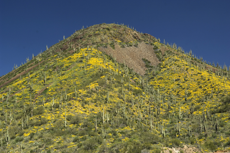 A Mountain of Flowers and Cactus    6635
