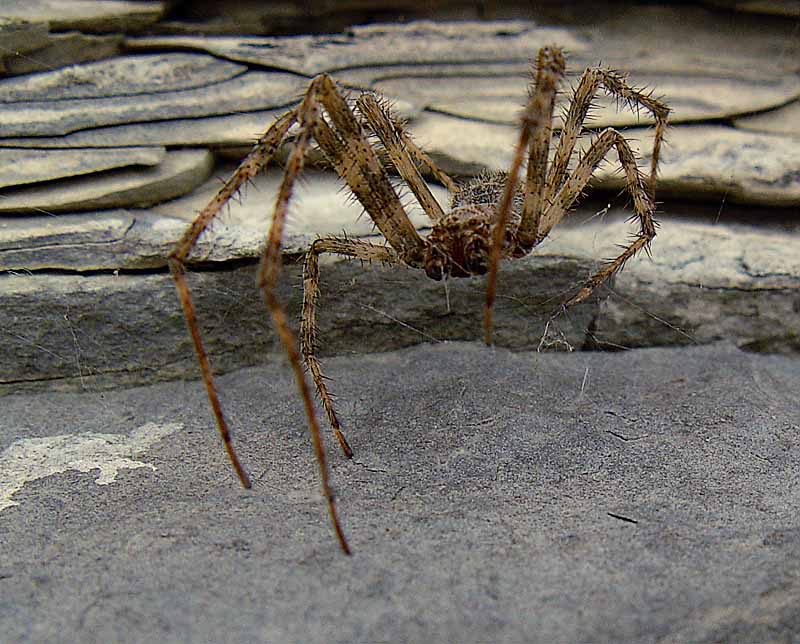 Spider