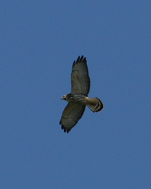 Broad-winged Hawk