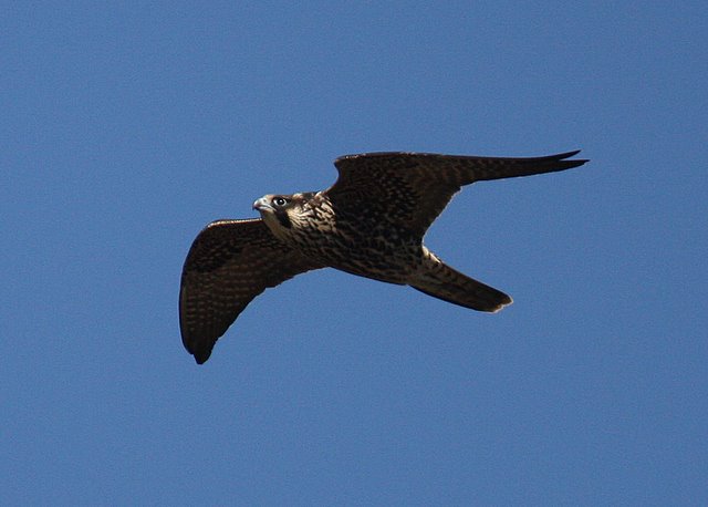 Peregrine Falcon