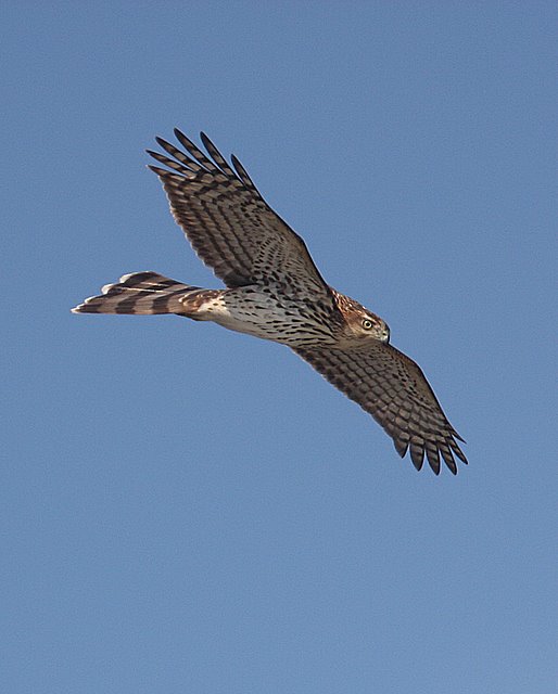 Coopers Hawk