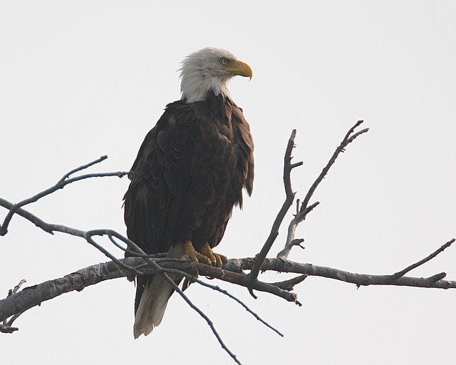 Bald Eagle