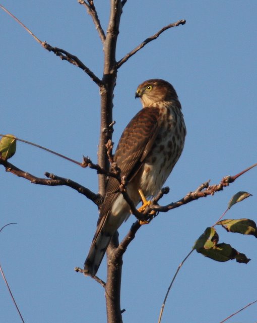 Sharp-shinned Hawk