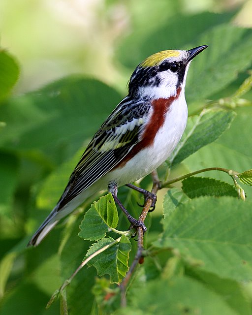 Chestnut-sided Warbler