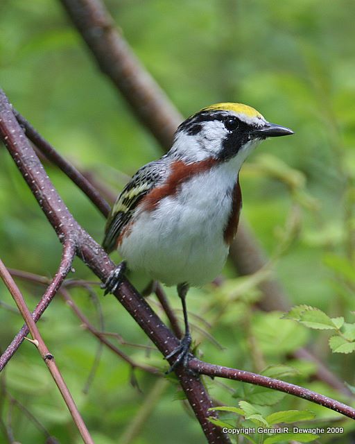 Chestnut -sided Warbler