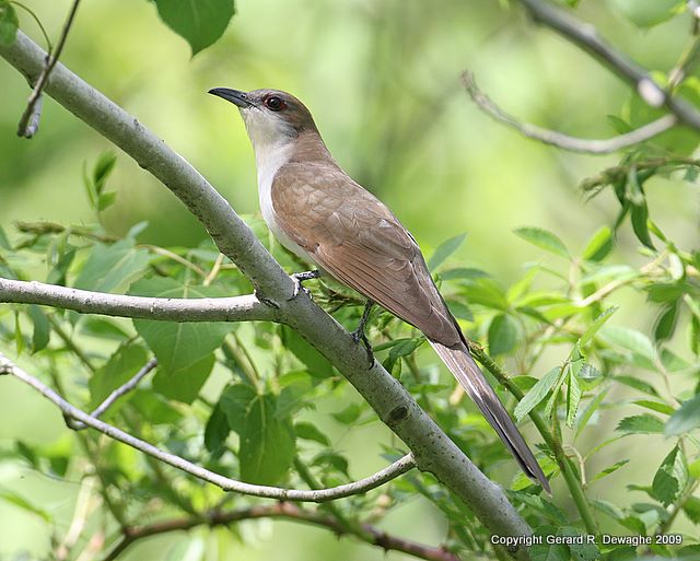 Black-billed Cuckoo