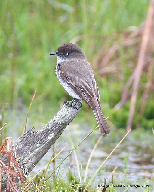 Eastern Phoebe