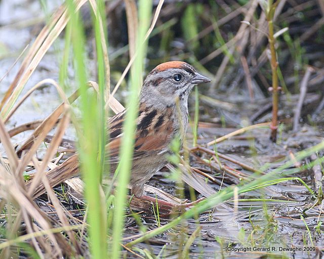 Swamp Sparrow