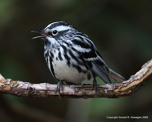 Black & White Warbler