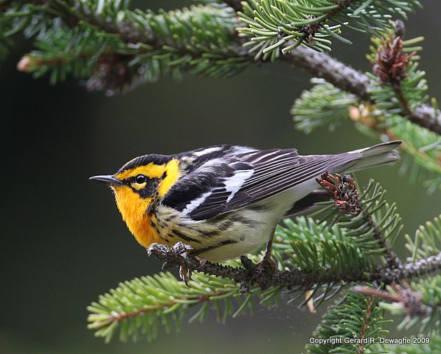 Blackburnian Warbler