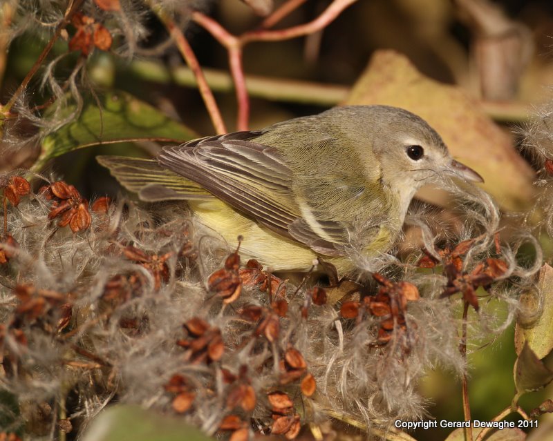 Bells Vireo