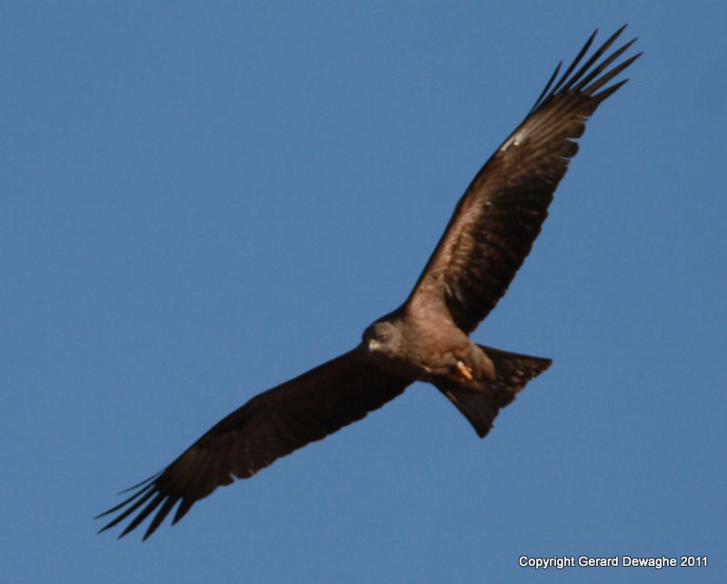 Black Kite