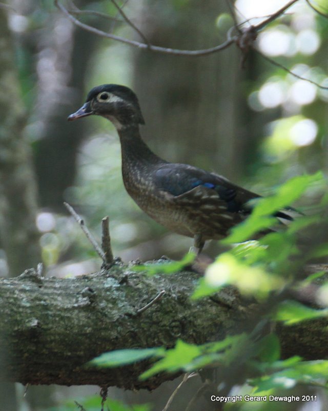 Wood Duck