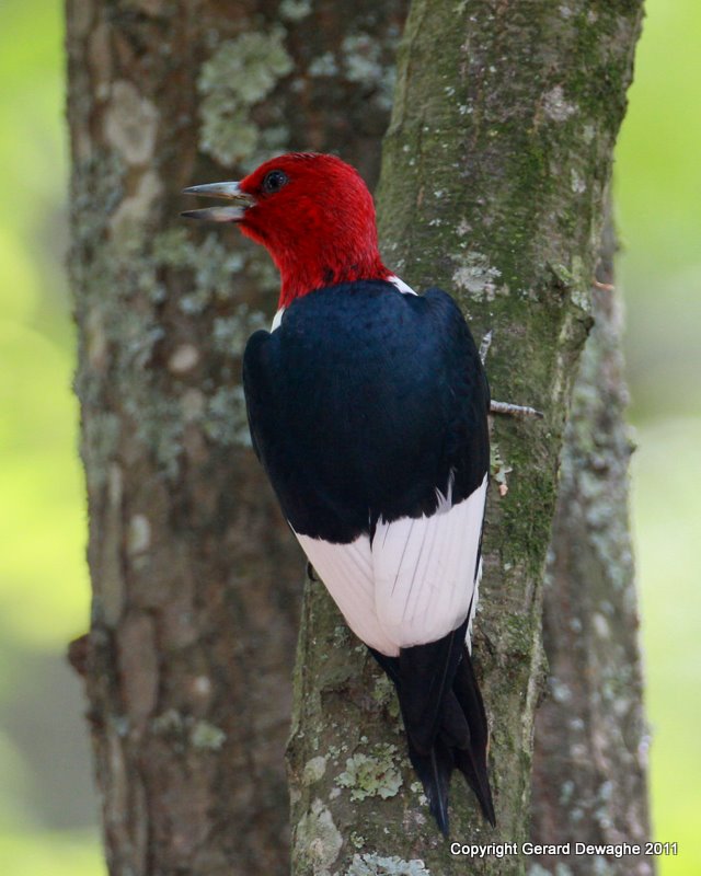 Red-headed Woodpecker