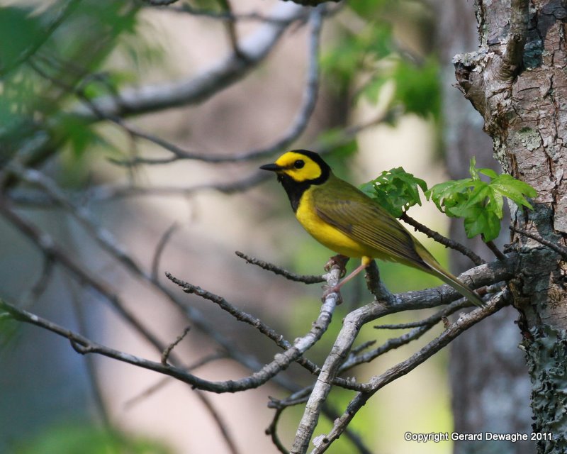 Hooded Warbler