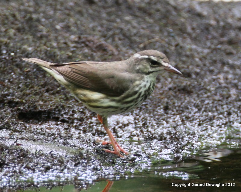 Louisiana Waterthrush