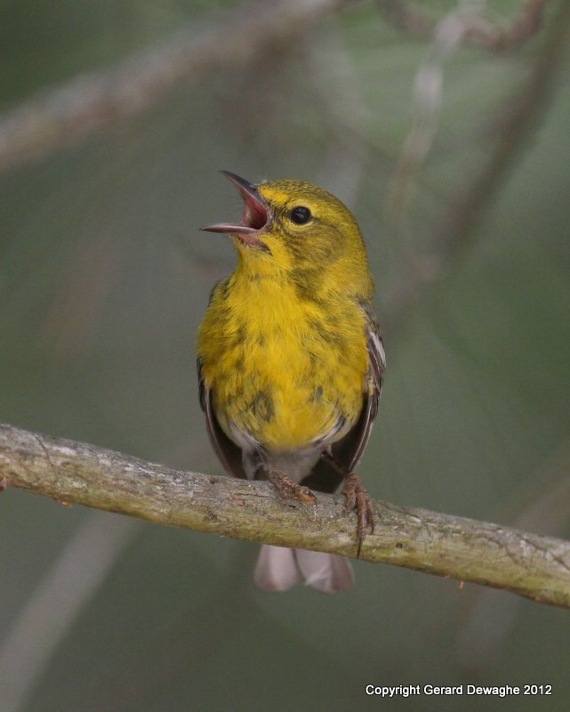 Pine Warbler