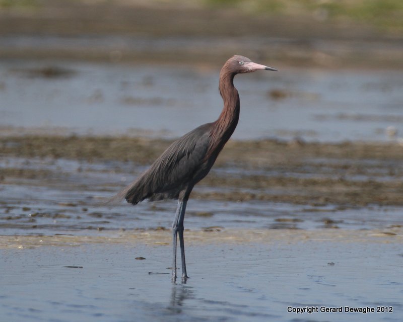 Reddish Egret