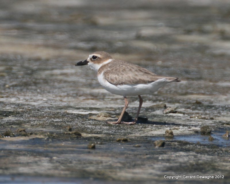 Willsons Plover