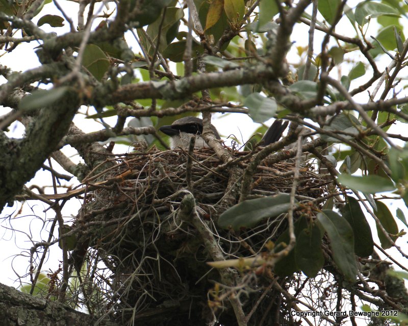 Loggerhead Shrike