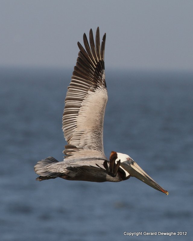 Brown Pelican