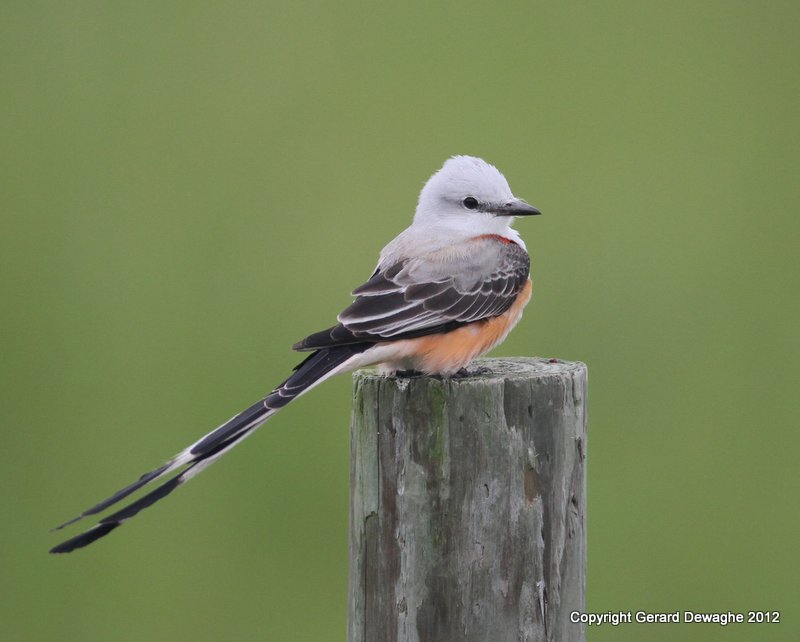 Scissor-tailed Flycatcher