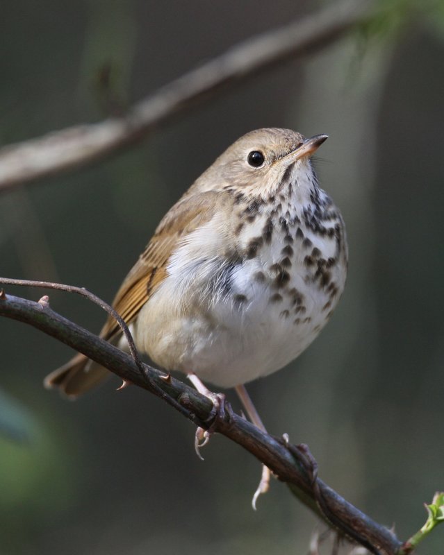 Hermit Thrush