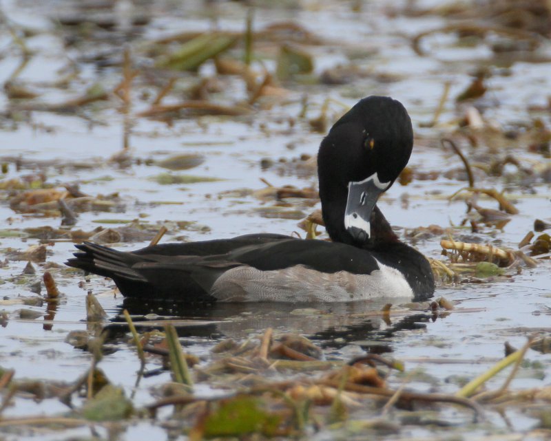 Ring-neck Duck