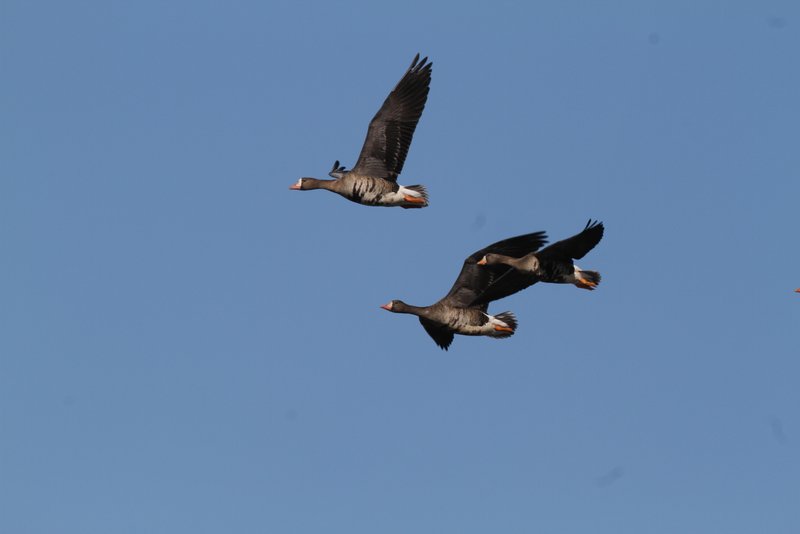 Greater White-fronted Geese