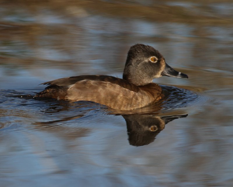 Ring-necked Duck