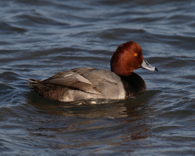 Redhead