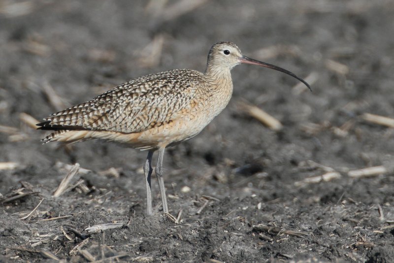 Long-billed Curlew