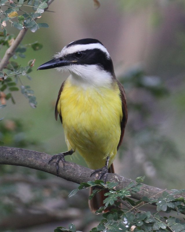 Great Kiskadee