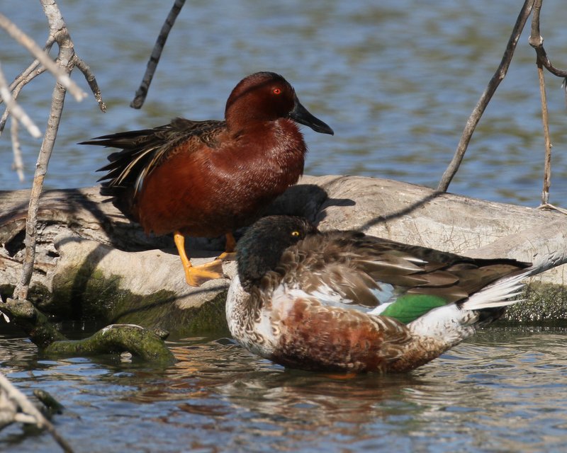 Cinnamon Teal