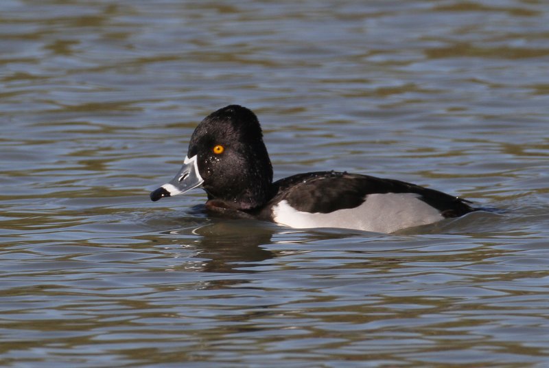 Ring-neck Duck