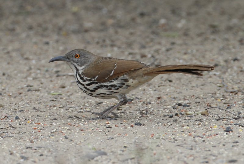Long-billed THrasher
